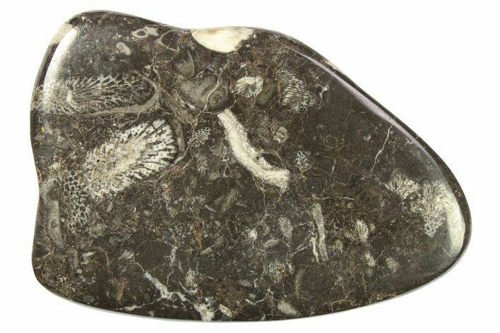 Polished Devonian Fossil Coral and Bryozoan Plate - Morocco #273140